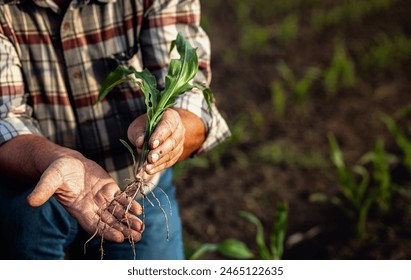 夕暮れ時に畑でトウモロコシの作物を調べている上級農民の手の接写。の写真素材