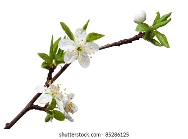 Closeup of blooming apple twig covered by water drops isolated on white Stock Photo