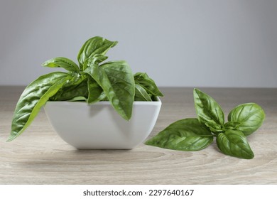 close-up of a bowl with freshly picked green basil leaves, fotografie de stoc