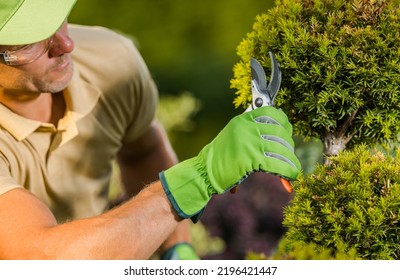 Closeup of Caucasian Landscape Gardener in Green Protective Gloves Taking Care of Plants Using Pruning Shears Tool. Garden Care and Maintenance Theme. Stock Photo