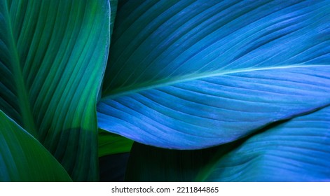 Close-up detail macro texture bright blue green leave tropical forest plant spathiphyllum cannifolium in dark nature background.Curve leaf floral botanical abstract desktop wallpaper,website backdrop. Foto Stock