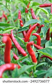  close-up of growing and ripening organic chili peppers plantation in the vegetable garden, vertical composition 库存照片