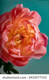 Close-Up of a Lush Pink Peony Bloom Foto stock