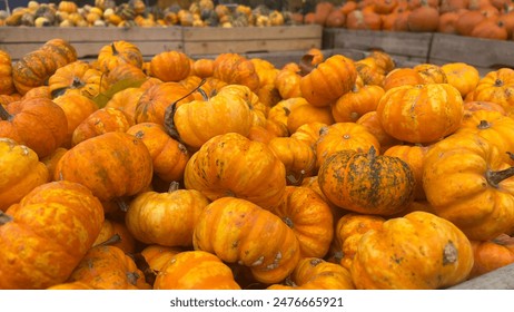 A close-up photo of a bin full of small, orange pumpkins, likely at a fall market or pumpkin patch. Arkistovalokuva