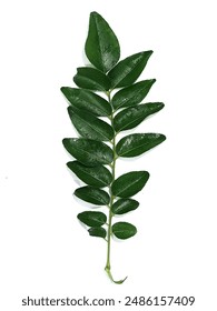 Curry Leaves, also known as Kadi Patta, are integral to Indian cuisine with their distinct flavour and aroma. Beyond culinary usage, there are many benefits of eating curry leaves. Stockfotó