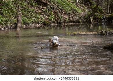 Un mignon chiot de berger australien gris et marron dans la forêt porte un bâton dans l'eau : photo de stock