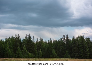 曇り空の気分針葉樹林と暗い大気の風景。雨の間に曇りの空の下に暗い森の行。雨雲の下には鋭い木がそびえている。暗い空の中のとがった松と尖った春。の写真素材