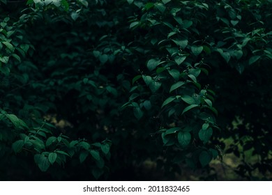 自然の背景に暗い葉がムーディーな写真スタイル、コンセプト花柄の庭の環境空間 の写真素材