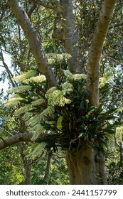 Dendrobium tarberi ou orchidée royale d'un Australien qui pousse dans un figuier de Port Jackson : photo de stock