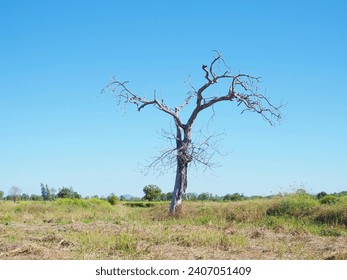 A dead tree in the middle of a field with grass and rice straw. It looks lonely, but it looks especially beautiful to me.: zdjęcie stockowe