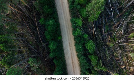 Destroyed forest. Aerial view of pine forest. Forest top view. Drone view of a greenery forest with a dirt road. Macro shot of pine trees. Aerial view of a road through the woods. Stock Photo