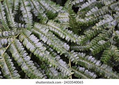 Didymochlaena is a genus of fern with only one species, Didymochlaena truncatula, also known under the synonym Didymochlaena sinuosa.
It is also known as Mahogany Fern, Tree Maidenhair Fern, Moon Fern Stock-foto