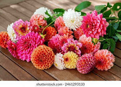 Different pink, orange and white Dahlia flowers. Colorful dahlia garden flowers, wallpaper backdrop. Blossoming dalias bloom Foto Stok