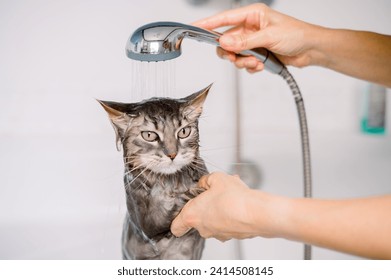 A displeased gray tabby cat getting bathed by a cropped unrecognizable person under a handheld shower, with water pouring down its head: stockfoto
