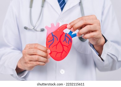 doctor in a white coat holding heart organ paper cut, heart anatomy, heart attack, heart disease, Female with health care and Health checkup concept. 库存照片