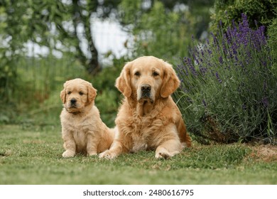 dog golden retriever labrador on the road. adult golden retriever dog with cute newborn puppies Stock-foto