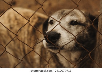 Dog looking out of a cage in an animal shelter in Ukraine ภาพถ่ายสต็อก