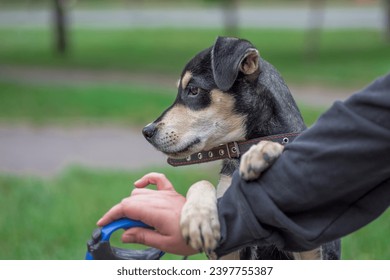 dog walking a mongrel puppy in a collar holding a human hand in park outdoor – Ảnh có sẵn