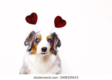 バレンタインデーを祝う赤いハートヘッドバンドを着た犬。愛、ロマンスとペット。白い背景に分離。 愛らしい、面白いと愛するペット。の写真素材