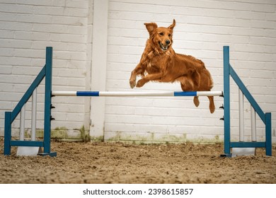 Chiens en action - Golden Retriever agility sautant par-dessus et franchissant un obstacle à l'intérieur : photo de stock