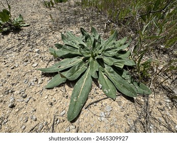 Echium vulgare(Viper weed)は、侵襲性の高い植物で、何千年もの間薬用として使用されてきました。対称的な葉を持つ植物。の写真素材