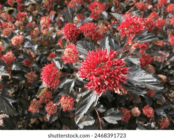 An Eastern ninebark (Physocarpus opulifolius) shrub fully covered with crimson flowers and dark-green leaves shot closely in the bright sunlight; can be used as a background or wallpaper. Arkistovalokuva