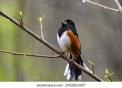 Eastern Towhee perched during an April shower. Arkistovalokuva