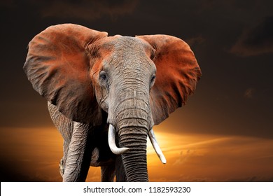 Elefante no pôr do sol no Parque Nacional do Quênia, África Foto Stock