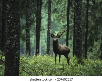 Elk in Forest Stock Photo