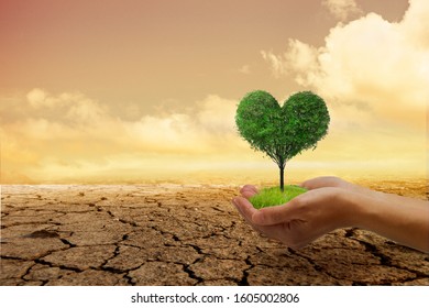 Environmental problems,Protect nature and save the world . A small green heart tree in hand, ready to plant, with a background that is arid and cracked soil. 庫存照片