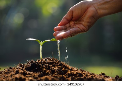 Farmer's hand watering a young plant Stock Photo