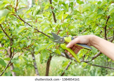 Female farmer looks after the garden. Spring pruning of fruit trees. Woman with pruner shears the tips of apricot tree. Stock Photo