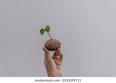 Female hand holding Stefania erectacreb, isolated, minimalist style indoor plant for home interior, fresh green leaves or vines in cute shapes. Sky
 Stockfoto