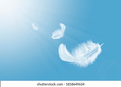 羽の抽象的な自由のコンセプト。 青空に白い羽毛が光ってふわふわと浮いている。の写真素材