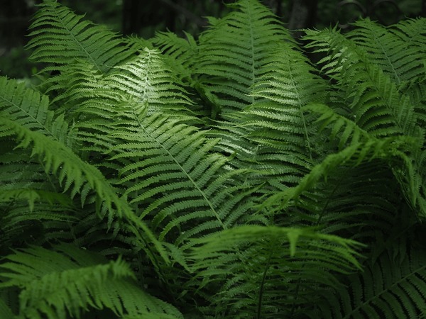fern branches in the forest Stock-foto