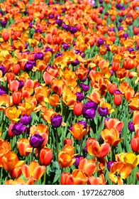 Field of tulips is a perennial, bulbous plant with showy flowers in the genus Tulipa, of which up to 109 speciesの写真素材