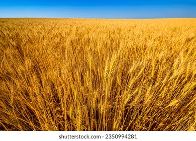 Стоковая фотография: A field of ripening golden barley on the Canadian prairies.
