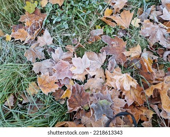 最初の秋の霜、霜で覆われた芝生の上に落ちた色の葉、Lodz、ポーランド。の写真素材