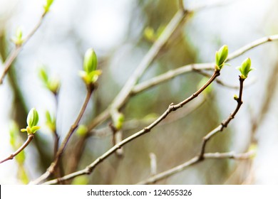 The first spring gentle leaves, buds and branches macro background Stock Photo