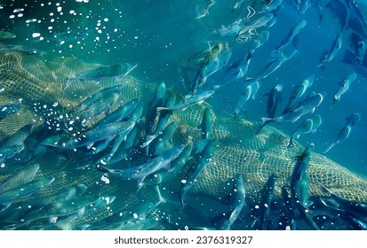 Fishing net with a full haul of assorted saltwater fish. Salmon, pacific ocean water. Fishing industry concept. High quality photo Foto stock
