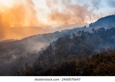森林火災：今世紀最大の災害。炎に失われた自然と動物。消防の努力。航空及び陸上ヘリコプター、消防機及び消防車の写真素材