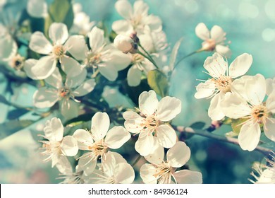 Flowers of the cherry blossoms on a spring day Stock Photo