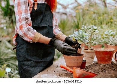 In front of the camera process of planting a decorative flower into a pot very carefully gardener working Stock-foto