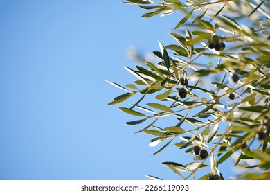 Frantoio Olives on branches in the afternoon sun in an olive grove. Stockfotó