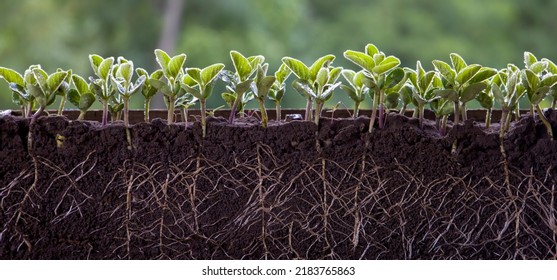 Fresh green soybean plants with roots Stock Photo