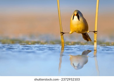 Funny bird. A bird that came to drink water. It clings to the reeds with its flexible legs. Water nature background. Bird: Bearded Reedling. (Panurus biarmicus). Foto Stock