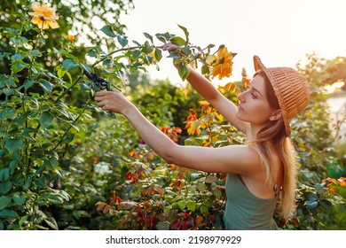 Gardener cutting stem of yellow rose using pruner in summer garden at sunset. Woman picking fresh blooms Stock Photo