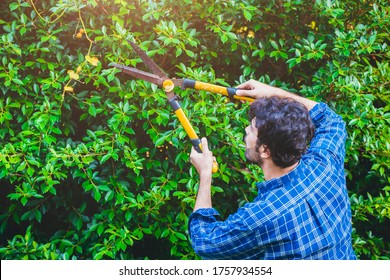 裏庭での家庭の中で、草刈り用のはさみを使って庭の生垣や刈り込み用のブッシュを作る。の写真素材