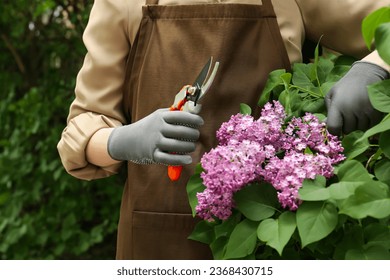 Gardener pruning lilac branch with secateurs outdoors, closeup Stock Photo