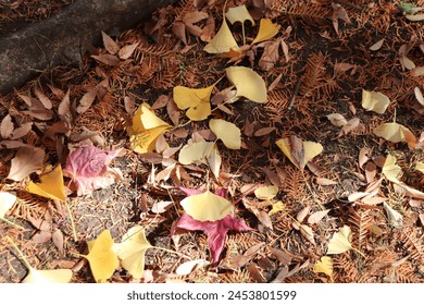 地面に落ちた銀杏の葉。その黄色の葉が土や他の枯れた植物と交わり秋の物悲しさを感じる。木陰にうっすらと光が差し込み、やわらかで落ち着いた印象を与える。
イチョウの葉が地面に落ちた。 の写真素材